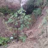 La foto del dirupo durante l'alluvione del 12 agosto: l'acqua ha formato una cascata, buona parte della parete � franata e ha spazzato via le rare piantine